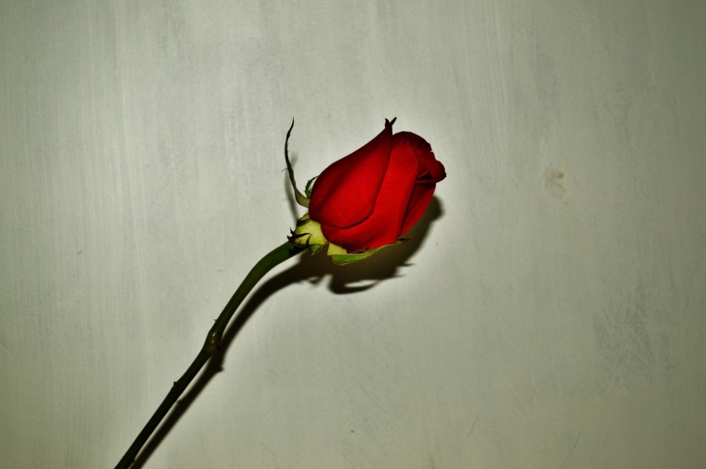 "simplemente una rosa" de Edgardo Lorenzo