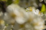 flor del duraznero