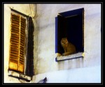 Un gato en la ventana