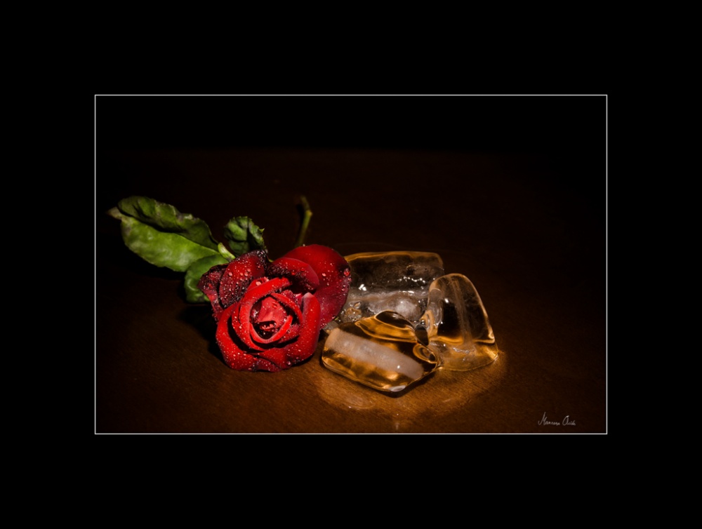 "Ice Rose..." de Carmen Esteban