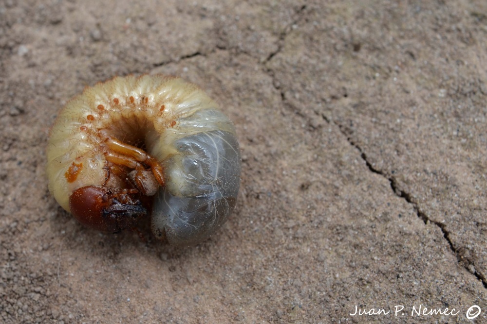 "Larva" de Juan P. Nemec