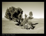 Árbol del desierto