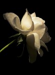 cultivo una rosa blanca