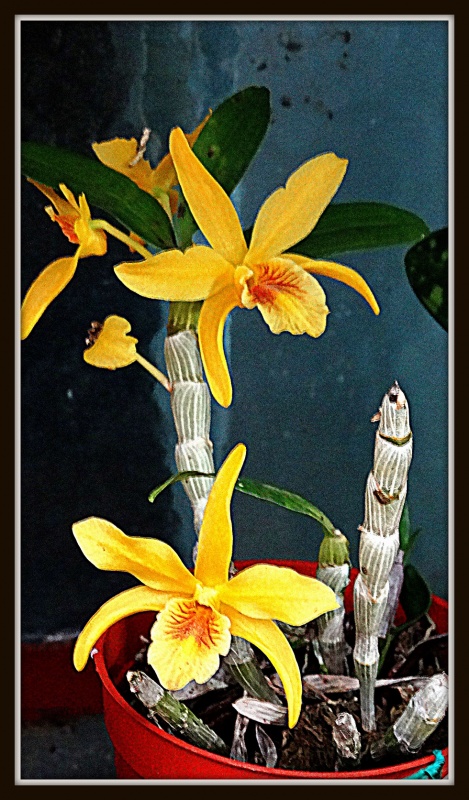 "Orquidea 3(Dendrobium Stardish)" de Roberto A. Torres