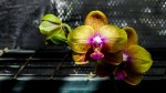 Orquidea 6 (Phalaenopsis hibrido)