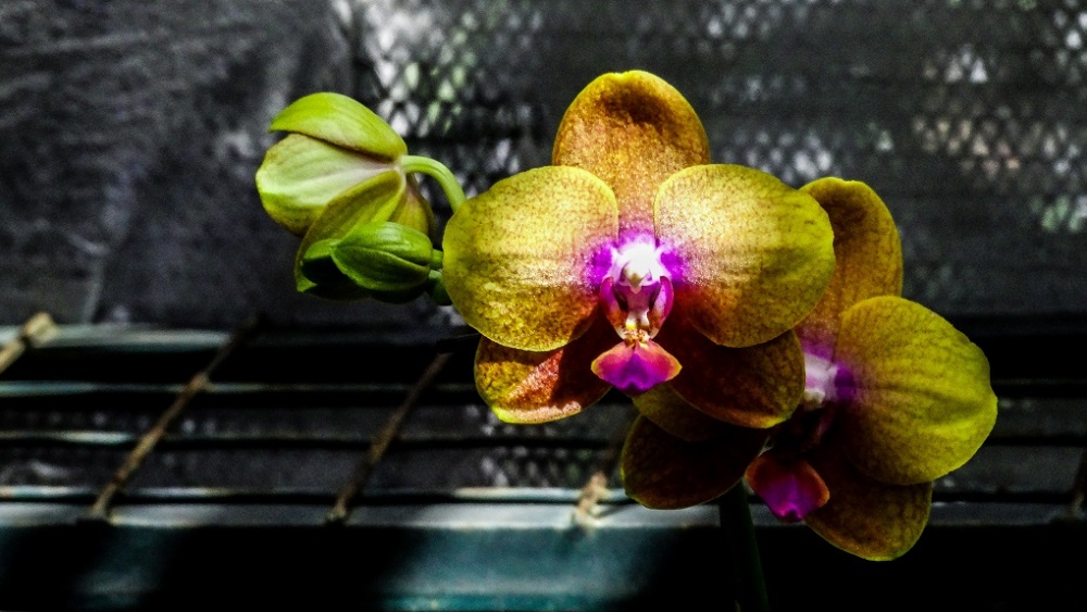 "Orquidea 6 (Phalaenopsis hibrido)" de Roberto A. Torres