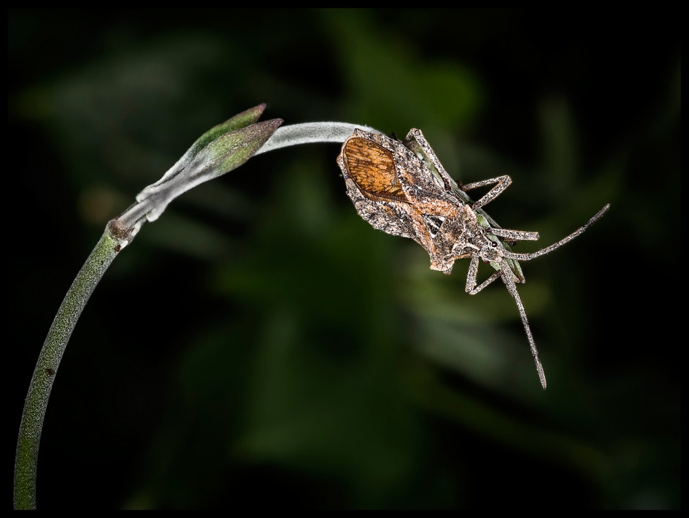 "Insecto" de Hctor Martn Tabuyo