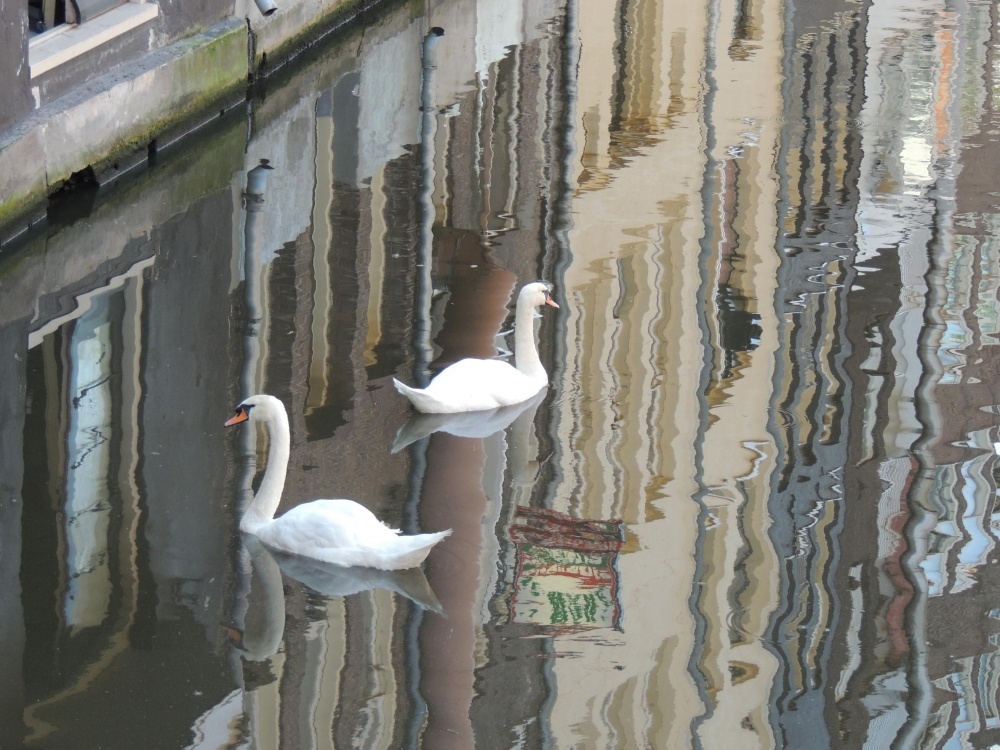 "Cisnes en Amsterdam" de Guillermo Friedrich