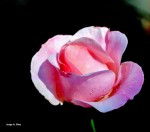 Rosa del Jardin
