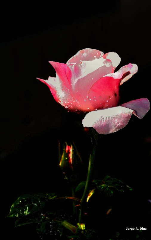 "Rosa del jardin" de Jorge Armando Diaz