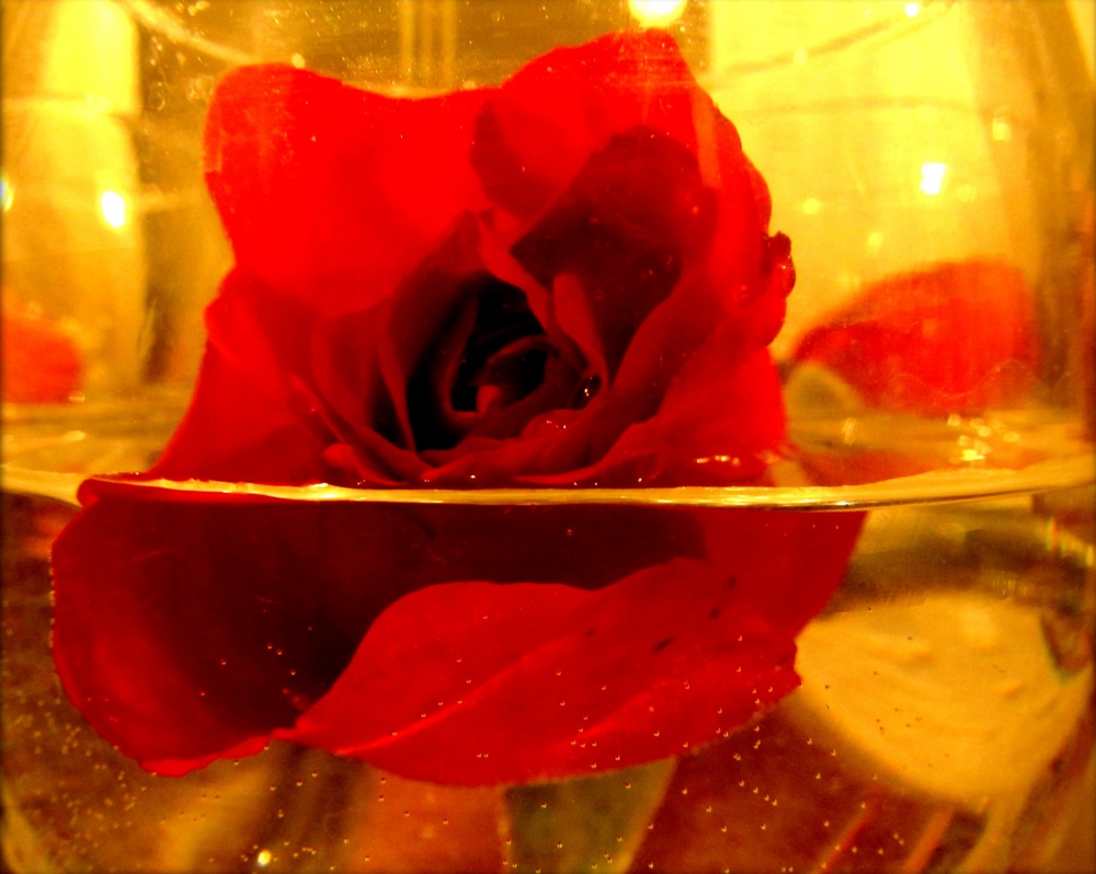 "rosas en agua" de Lilian Moras (morita)