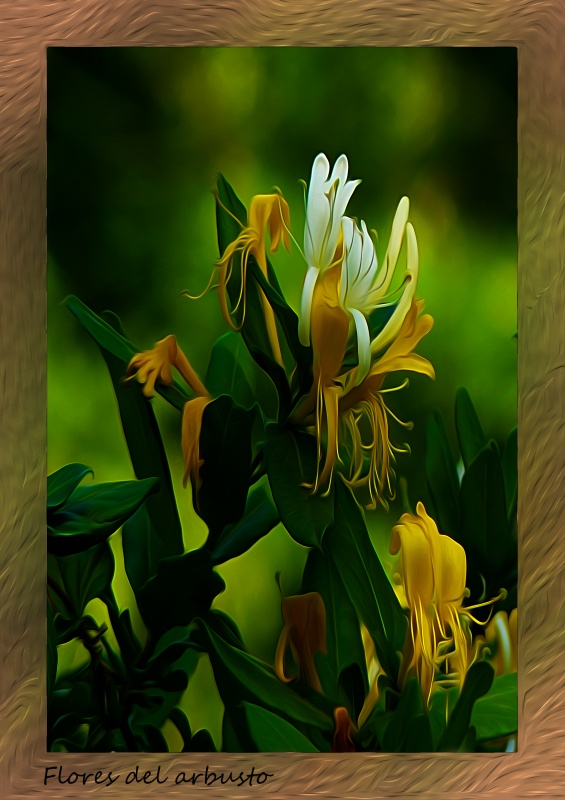 "Flores del arbusto" de Nora Lilian Iturbide ( Noral )