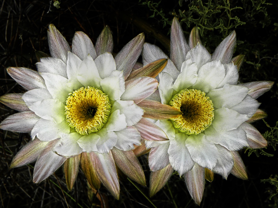 "De la serie: La estepa en flor 2014 `Cactus`" de Ricardo Cascio