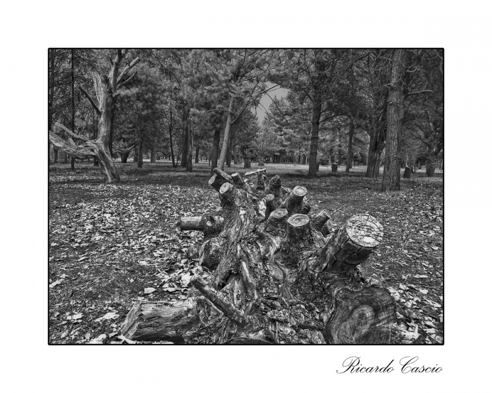 "Serie: `Escenas del bosque`" de Ricardo Cascio