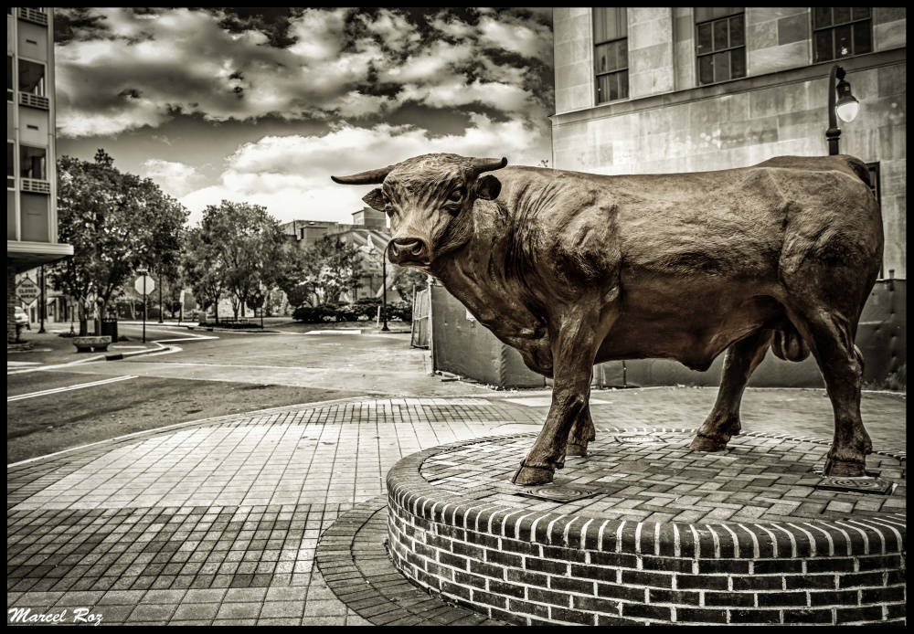 "Monumento! Toros de Durham!" de Marcello Rodriguez Puebla