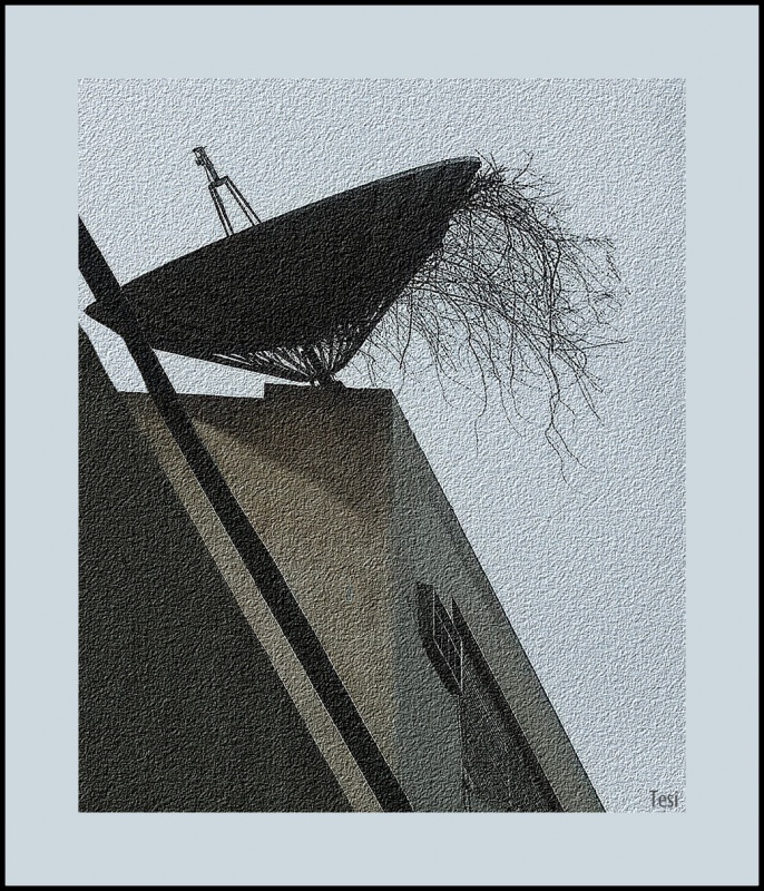 "Melena al viento" de Tesi Salado