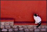 El gato y la pared colorada