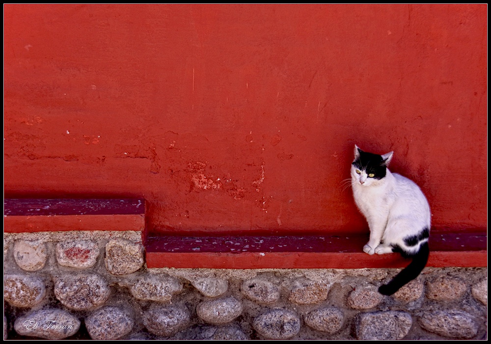 "El gato y la pared colorada" de Eli - Elisabet Ferrari