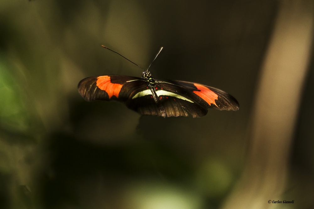 "Mariposa almendro" de Carlos Gianoli