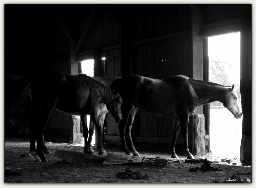 "Tres caballos." de Liliana T. Benitez