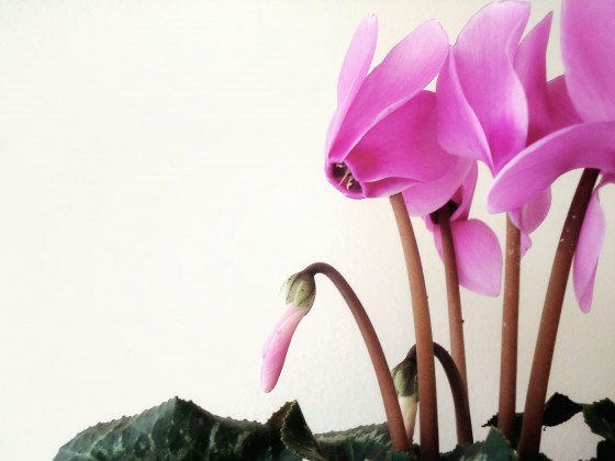 "Ayer llene mi casa de violetas" de Ana Maria Walter