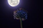 Flor y Luna