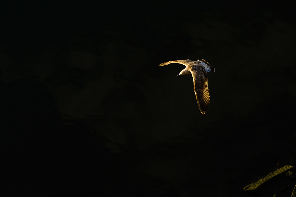"Flying in the dark" de Jos Moutinho