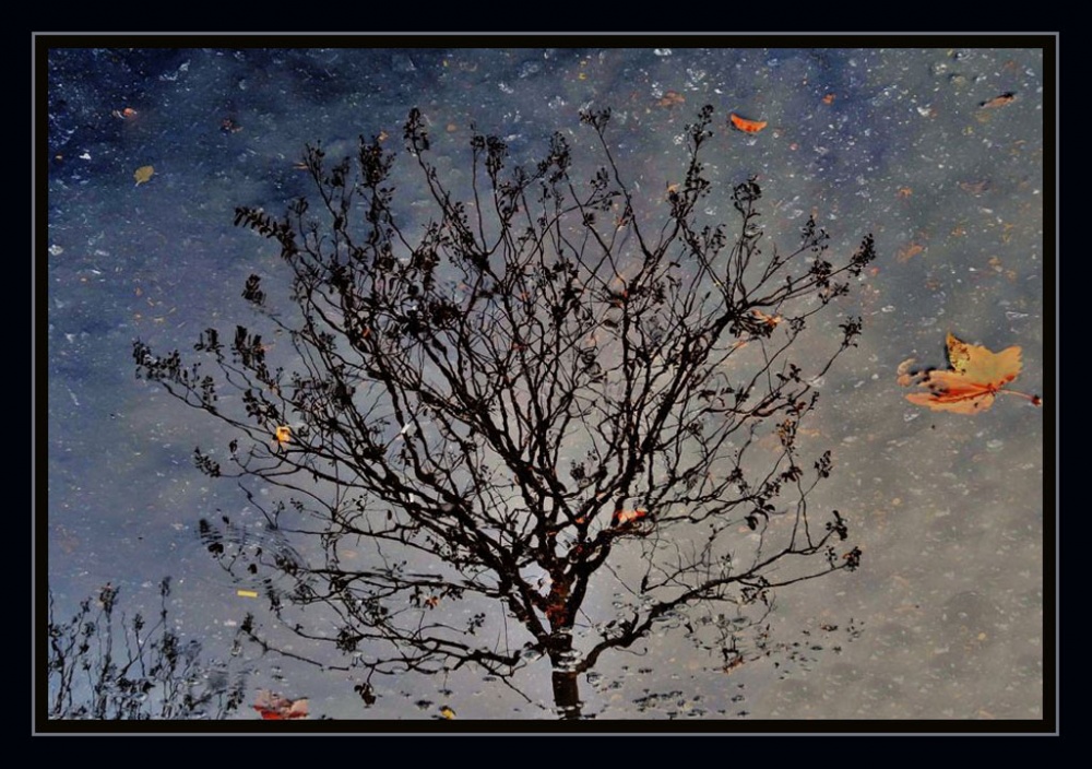 "El rbol reflejado" de Arturo H. Pea