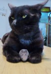 el gaton y el raton