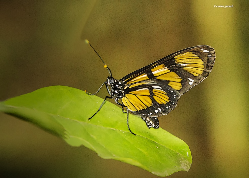 "Mariposa gran vitral" de Carlos Gianoli