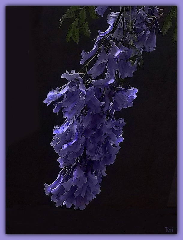 "Jacarand en flor." de Tesi Salado