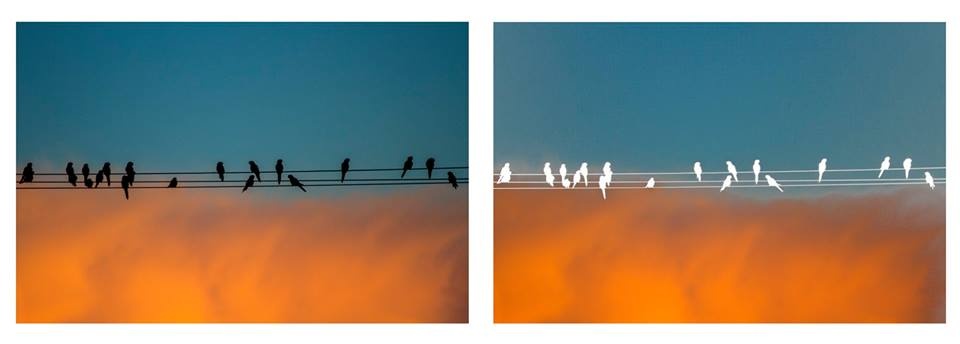 "Birds" de Ana Mari Gonzalez
