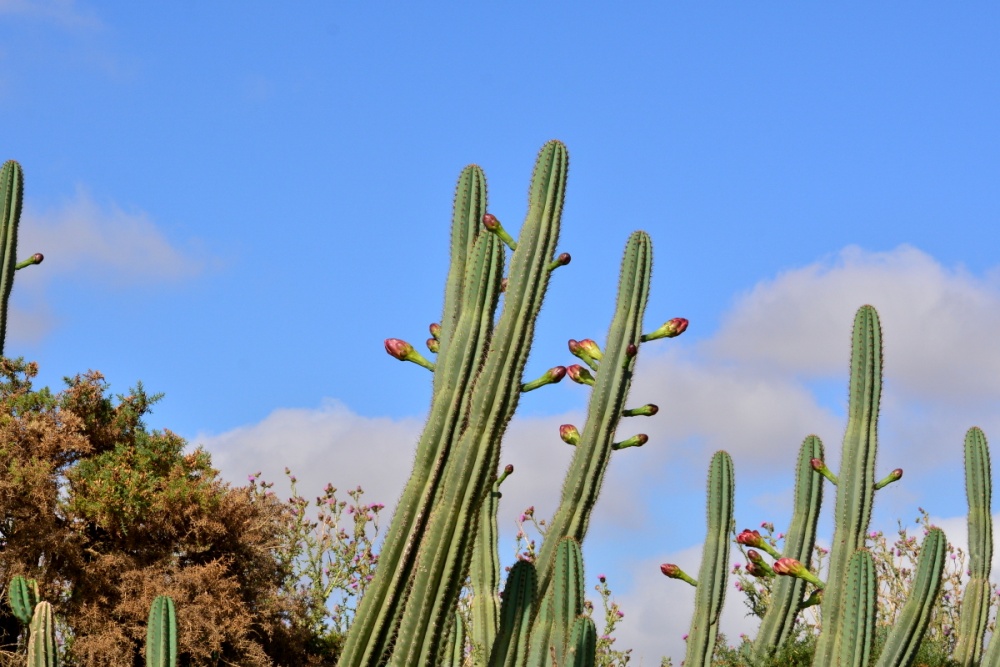 "cactus" de Susana Gmez