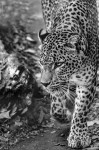 ZooPresos: Leopardo...