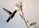 Un colibr