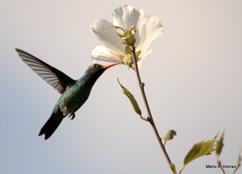 "Un colibr" de Mario Angel Alonso