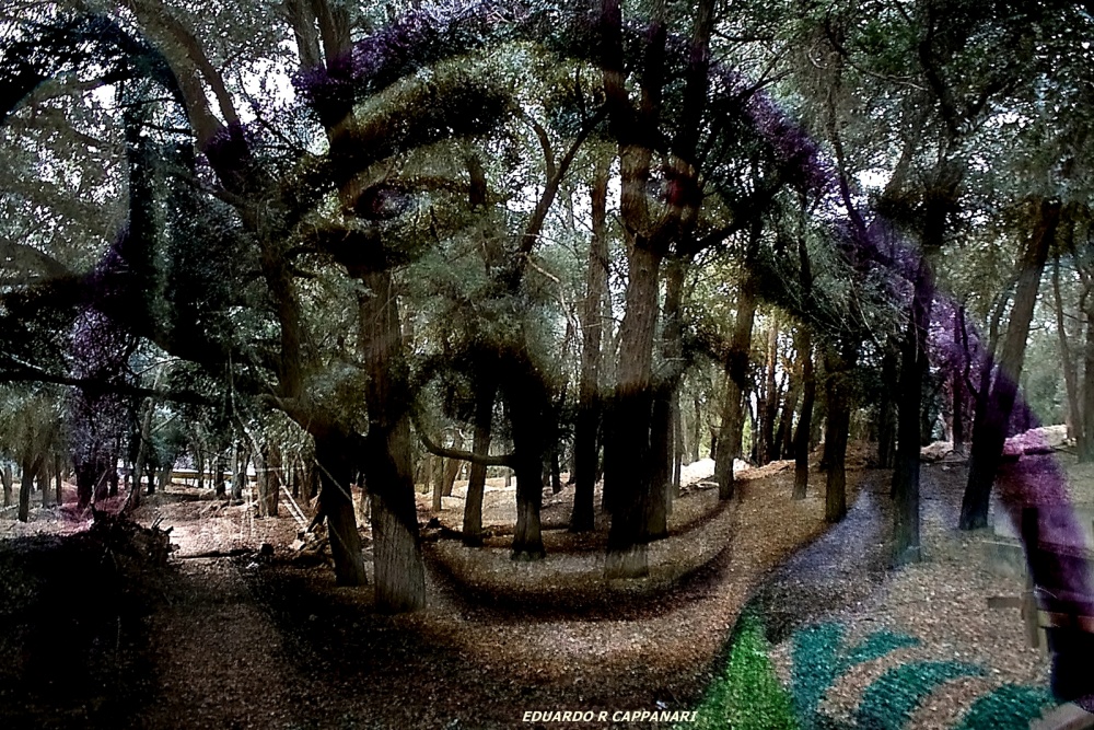 "Fantasia del Bosque" de Eduardo Rene Cappanari