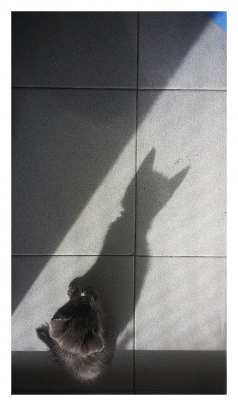 "Shadow Cat" de Analia Coccolo