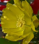 Flor de un cactus