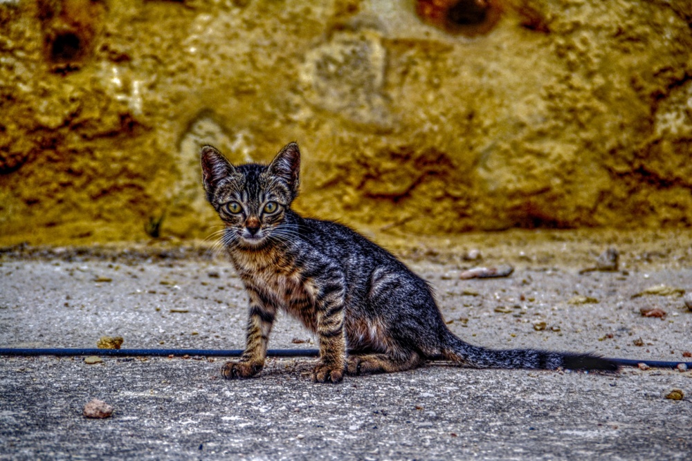"** The small cat **" de Antonio Snchez Gamas (cuky A. S. G. )