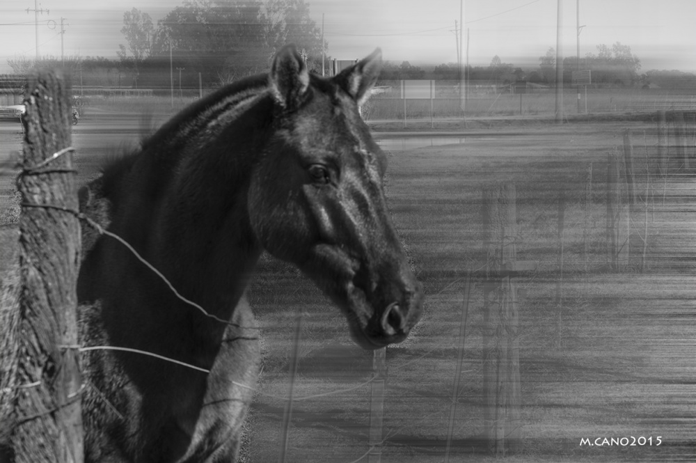 "Horse.. en B&N..." de Marcelo Nestor Cano