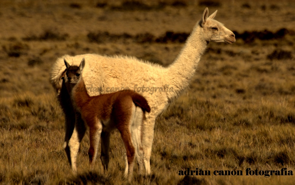 "guanaca blanca con su chulengo en color marron" de Canon Adrian Jorge