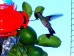 colibr plstico y natural
