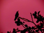 colibr 3