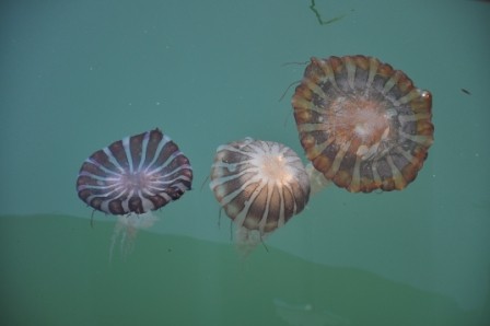 "medusas del oceano pacifico" de Jose Alberto Vicente