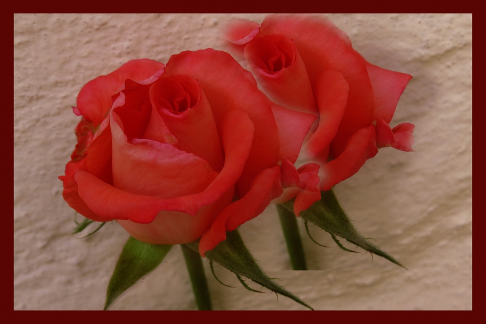 "`Rosa, rosa`" de Iris Elizabeth Scotto