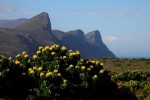 Flora de El Cabo