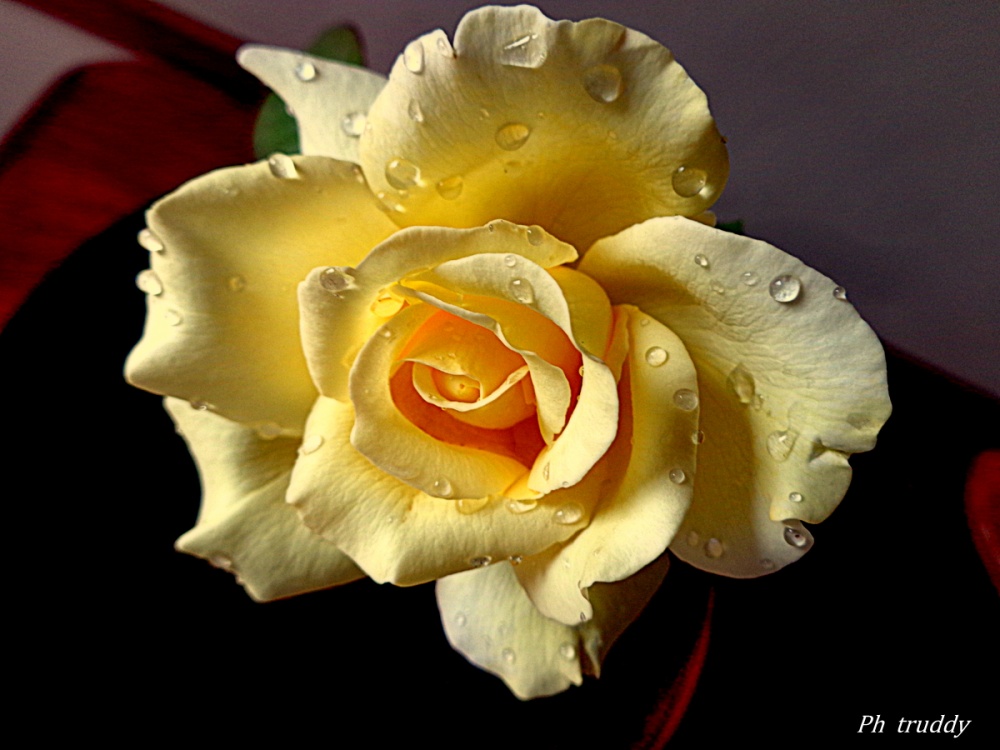 "Simplemente una rosa." de Marta Edith Deliberto