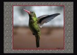 vuelo de colibri