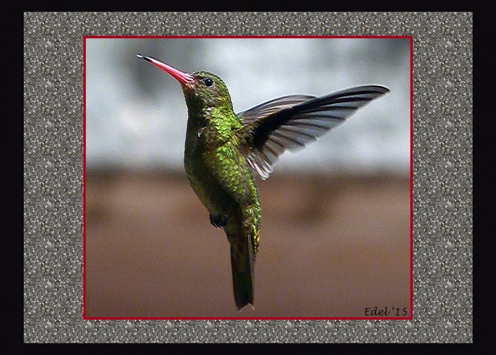 "vuelo de colibri" de Edel Lopez